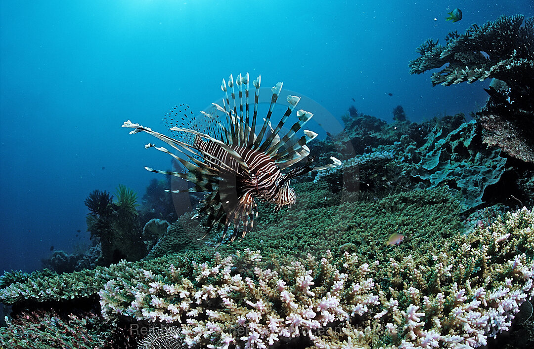 lionfish, turkeyfish and coral reef, Pterois volitans, Raja Ampat, Irian Jaya, West Papua, Indian Ocean, Indonesia