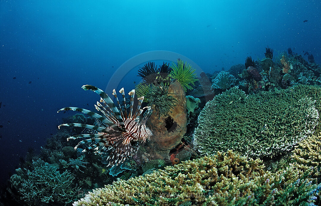 lionfish, turkeyfish and coral reef, Pterois volitans, Wakatobi Dive Resort, Sulawesi, Indian Ocean, Bandasea, Indonesia