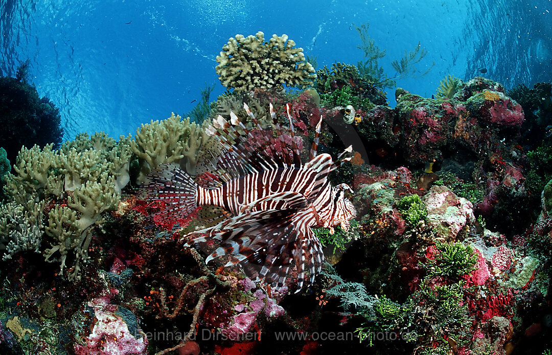 lionfish, turkeyfish and coral reef, Pterois volitans, Wakatobi Dive Resort, Sulawesi, Indian Ocean, Bandasea, Indonesia