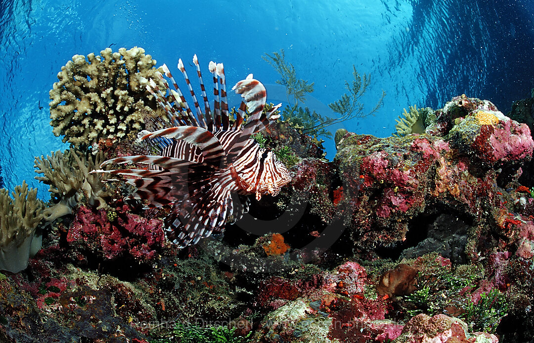 lionfish, turkeyfish and coral reef, Pterois volitans, Raja Ampat, Irian Jaya, West Papua, Indian Ocean, Indonesia