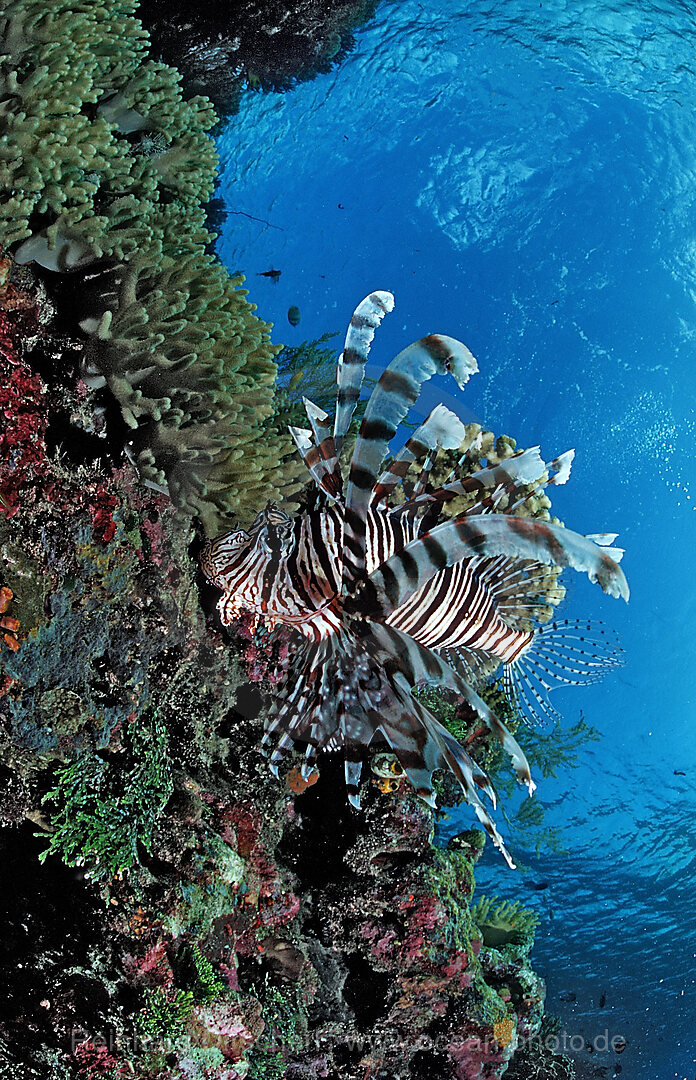 lionfish, turkeyfish and coral reef, Pterois volitans, Wakatobi Dive Resort, Sulawesi, Indian Ocean, Bandasea, Indonesia