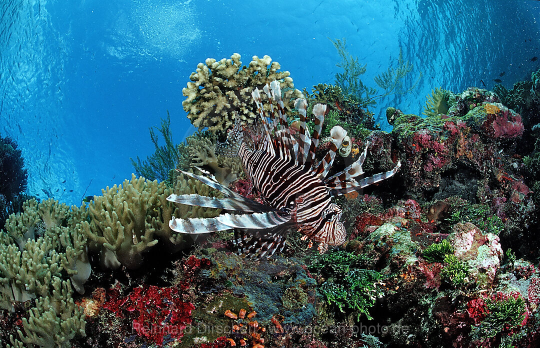 lionfish, turkeyfish and coral reef, Pterois volitans, Wakatobi Dive Resort, Sulawesi, Indian Ocean, Bandasea, Indonesia