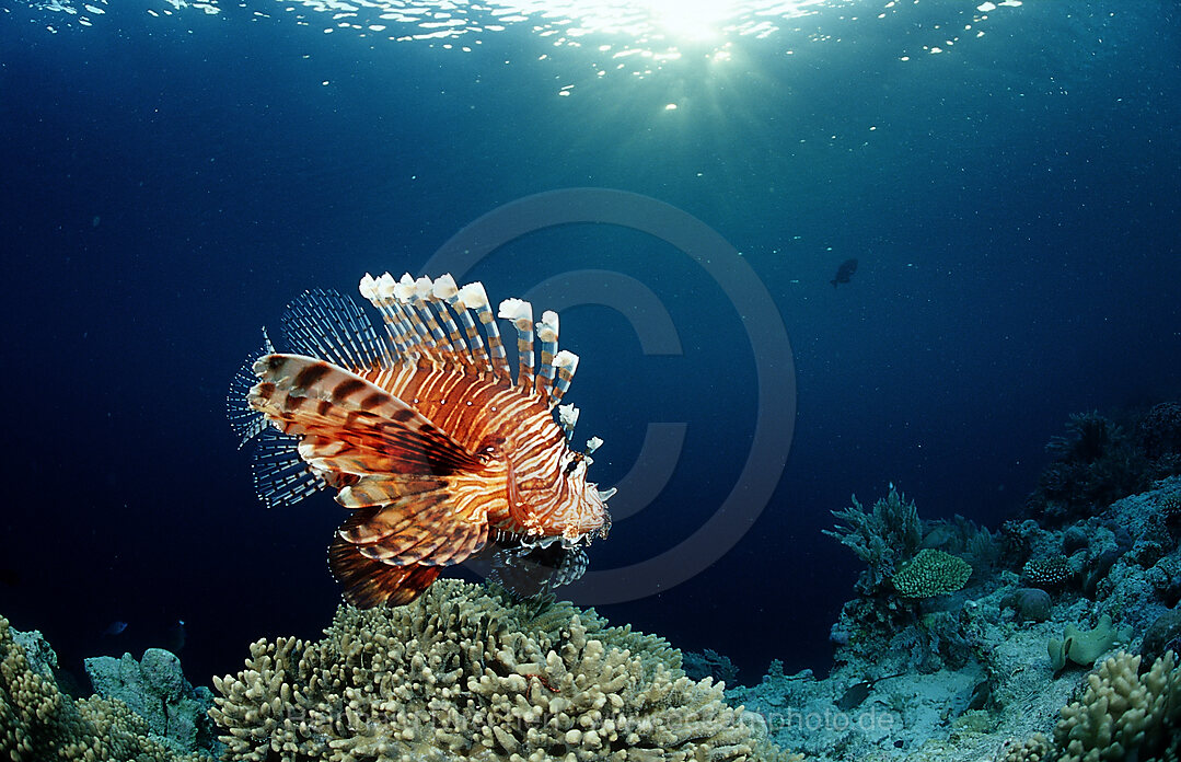 lionfish, turkeyfish and coral reef, Pterois volitans, Wakatobi Dive Resort, Sulawesi, Indian Ocean, Bandasea, Indonesia