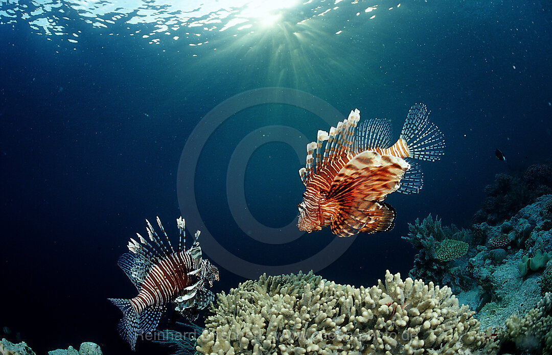 lionfish, turkeyfish and coral reef, Pterois volitans, Wakatobi Dive Resort, Sulawesi, Indian Ocean, Bandasea, Indonesia