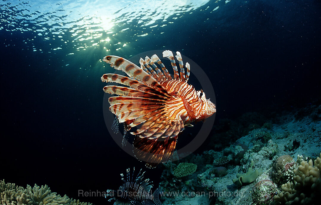 lionfish, turkeyfish and coral reef, Pterois volitans, Wakatobi Dive Resort, Sulawesi, Indian Ocean, Bandasea, Indonesia