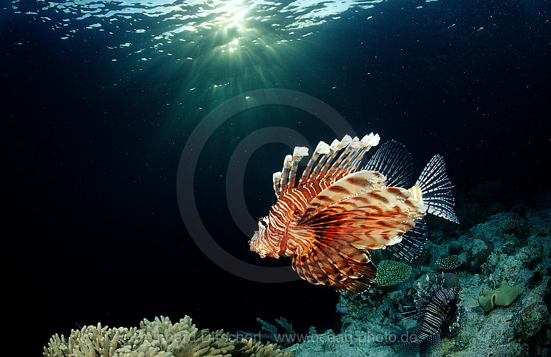 lionfish, turkeyfish and coral reef, Pterois volitans, Wakatobi Dive Resort, Sulawesi, Indian Ocean, Bandasea, Indonesia