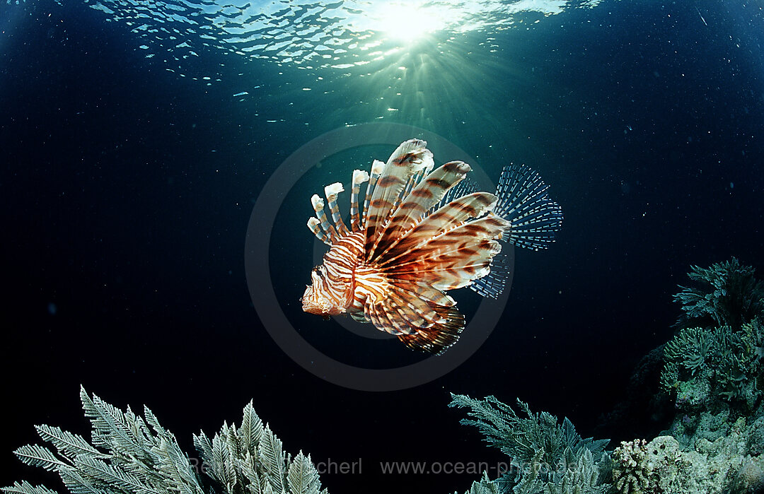 lionfish, turkeyfish and coral reef, Pterois volitans, Raja Ampat, Irian Jaya, West Papua, Indian Ocean, Indonesia