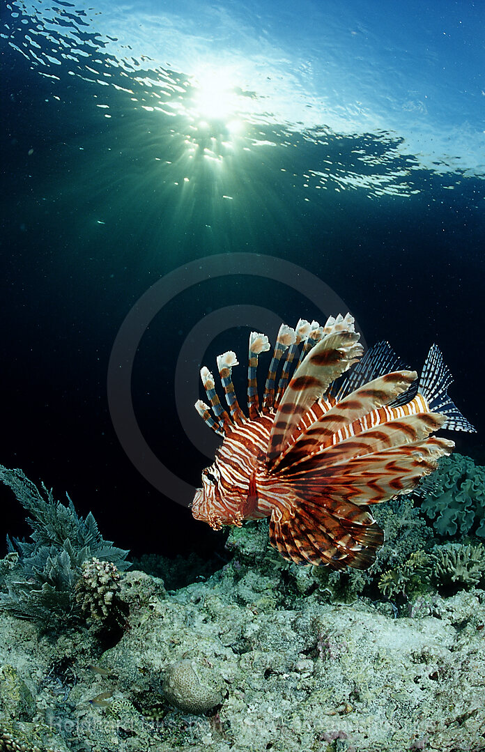 lionfish, turkeyfish and coral reef, Pterois volitans, Wakatobi Dive Resort, Sulawesi, Indian Ocean, Bandasea, Indonesia