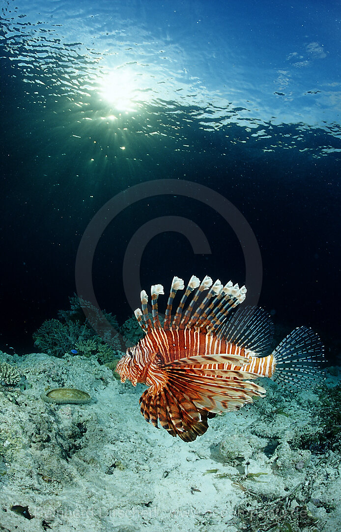 lionfish, turkeyfish and coral reef, Pterois volitans, Raja Ampat, Irian Jaya, West Papua, Indian Ocean, Indonesia