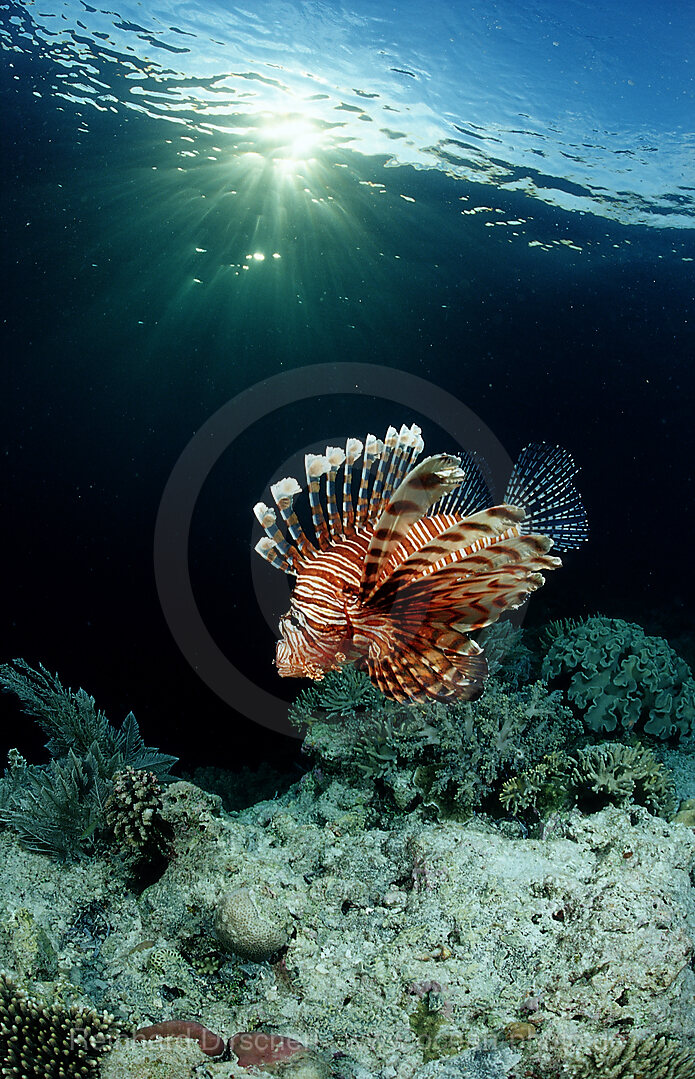 lionfish, turkeyfish and coral reef, Pterois volitans, Wakatobi Dive Resort, Sulawesi, Indian Ocean, Bandasea, Indonesia