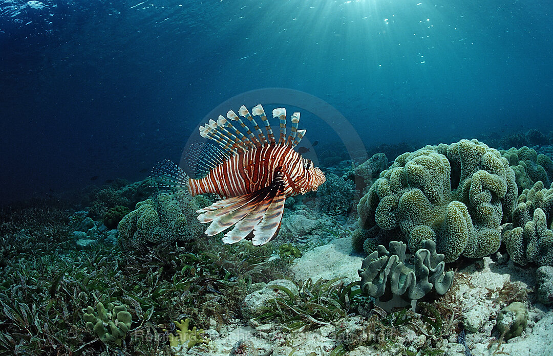 Rotfeuerfisch ueber Seegras