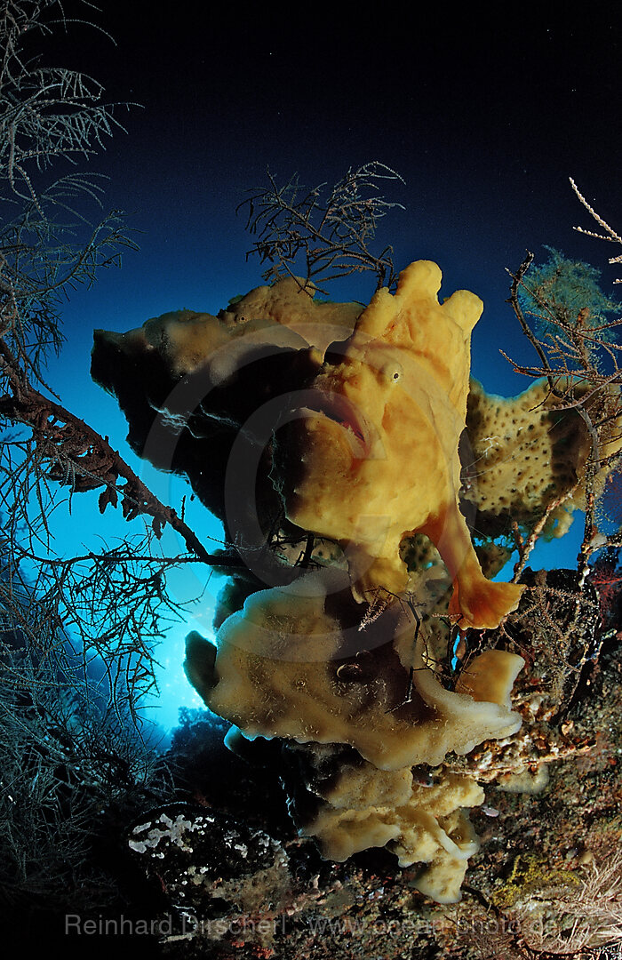 Giant frogfish