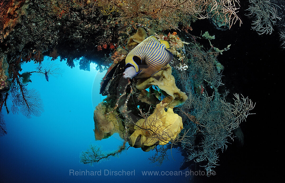 Giant frogfish and Emperor angelfish