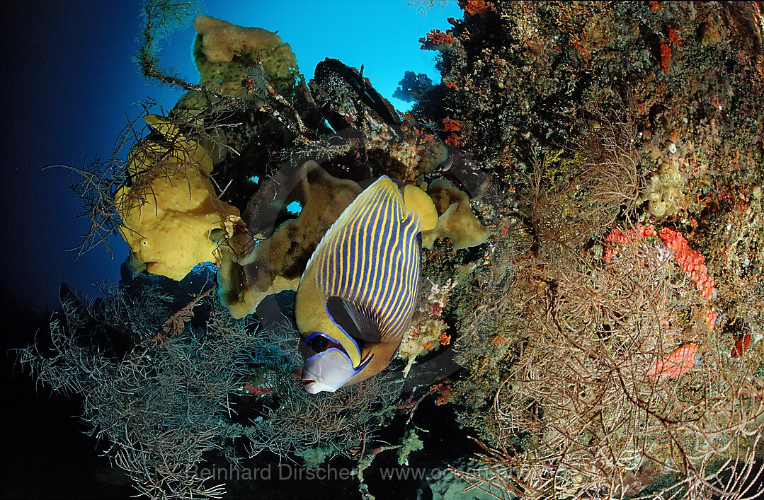 Kroetenfisch und Imperator Kaiserfisch