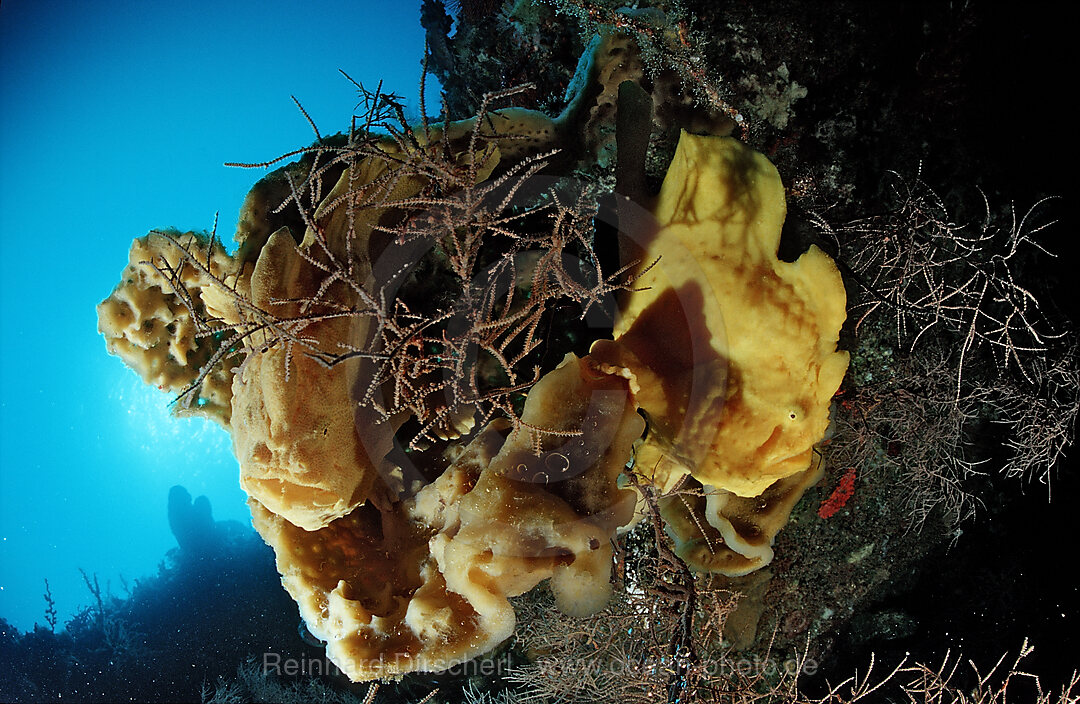 Giant frogfish