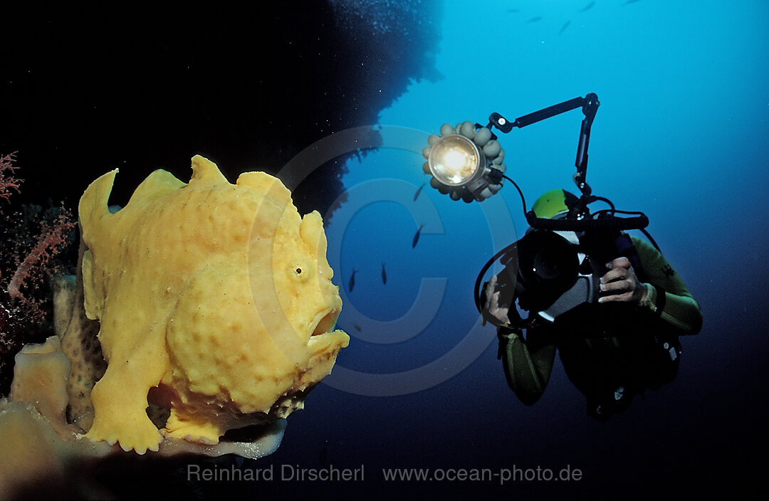 Giant frogfish and scuba diver
