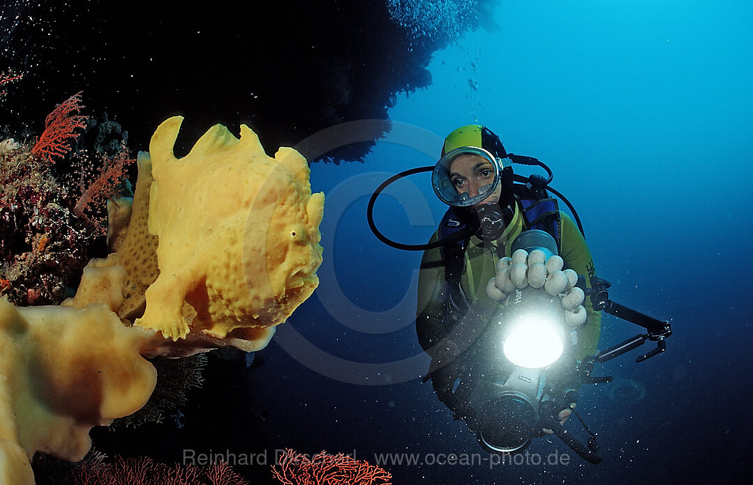 Giant frogfish and scuba diver