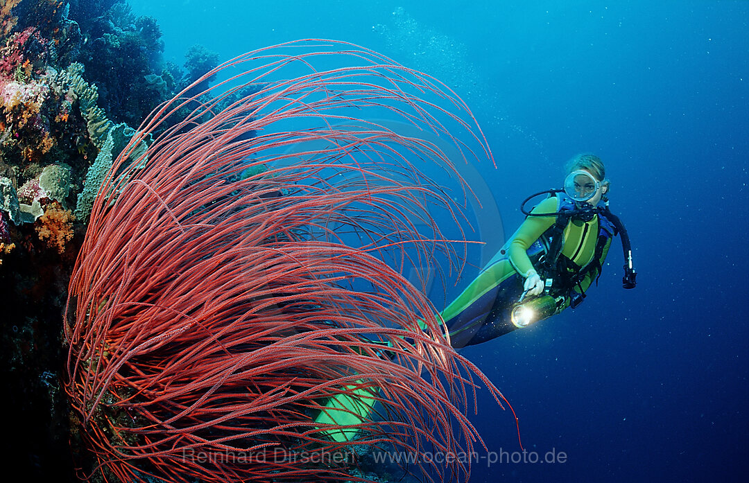 Scuba diver and Coral reef