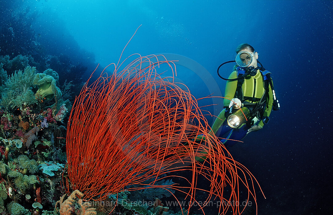 Scuba diver and Coral reef