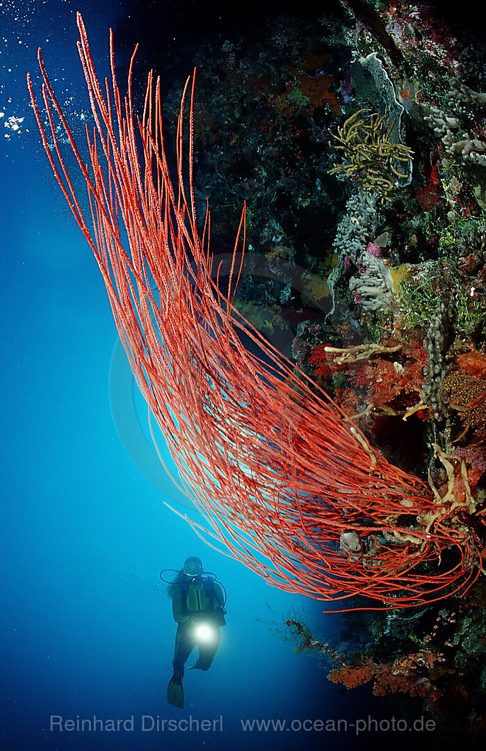 Scuba diver and Coral reef