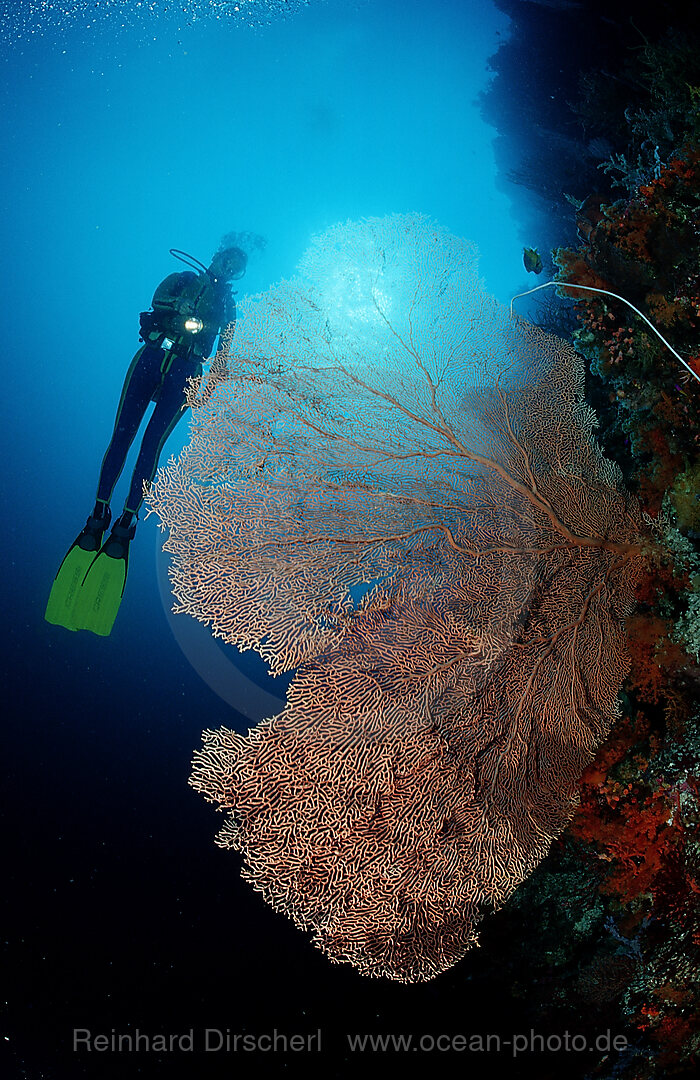 Scuba diver and Coral reef