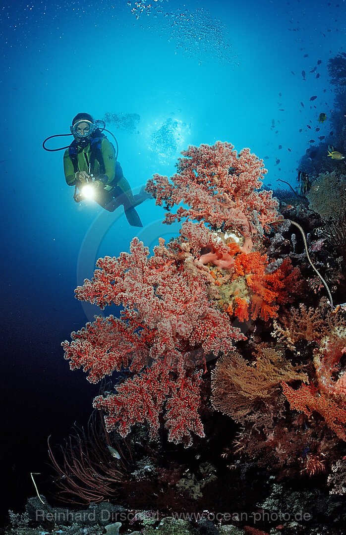 Scuba diver and Coral reef