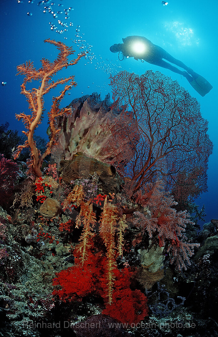Scuba diver and Coral reef