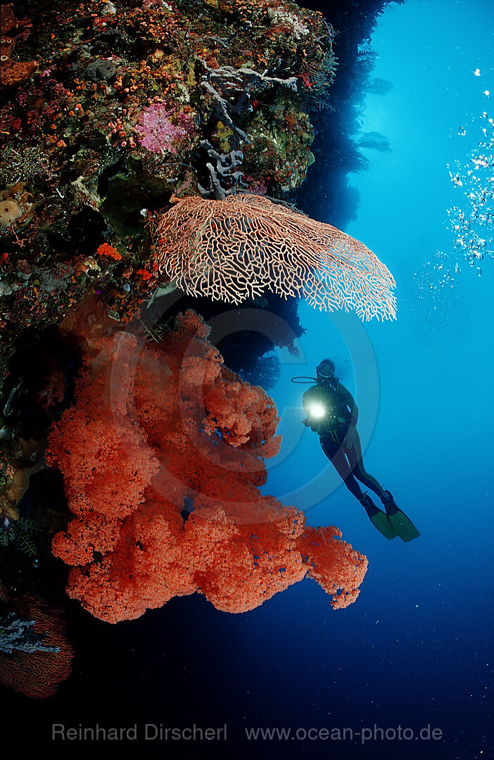 Scuba diver and Coral reef