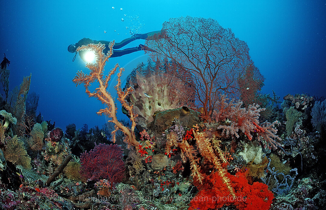 Scuba diver and Coral reef