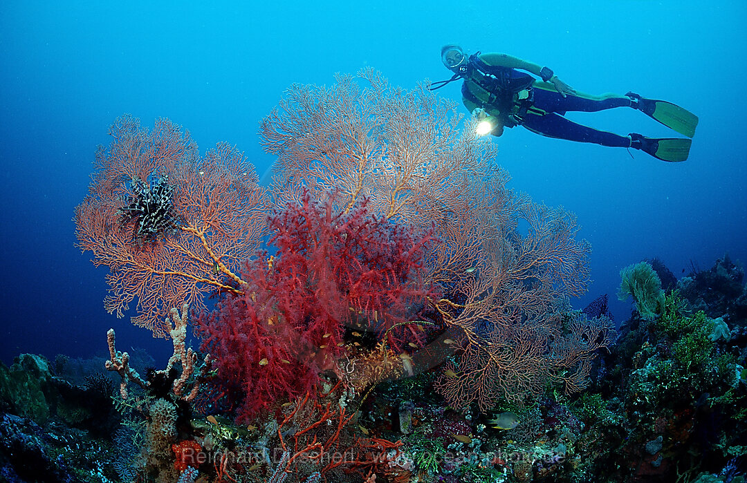 Scuba diver and Coral reef