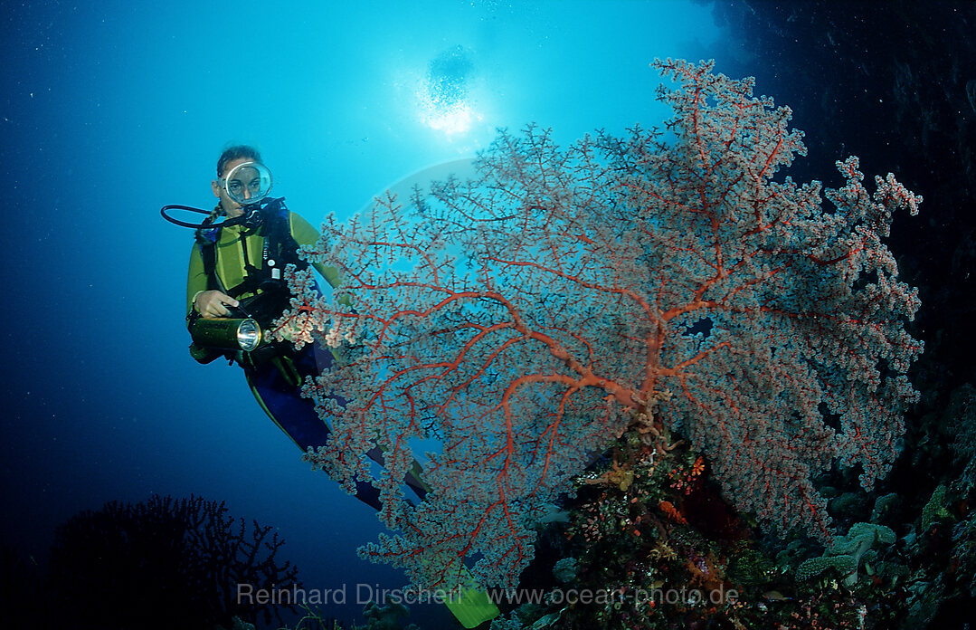Scuba diver and Coral reef