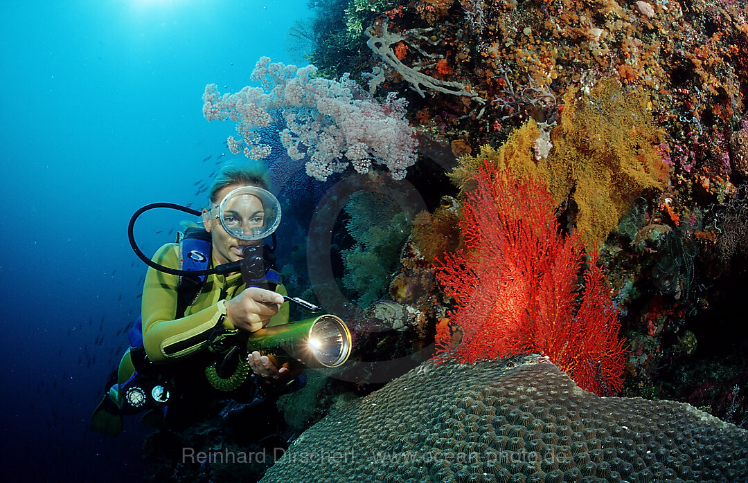 Scuba diver and Coral reef