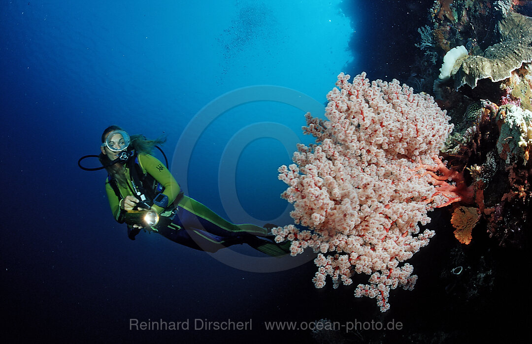 Scuba diver and Coral reef