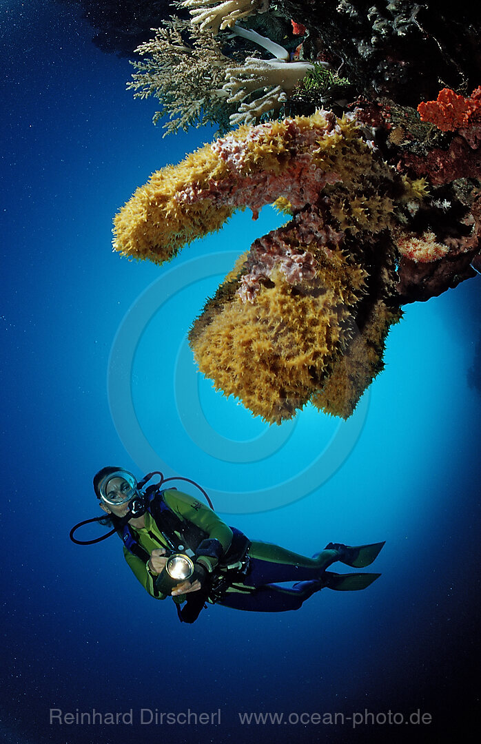 Scuba diver and Coral reef