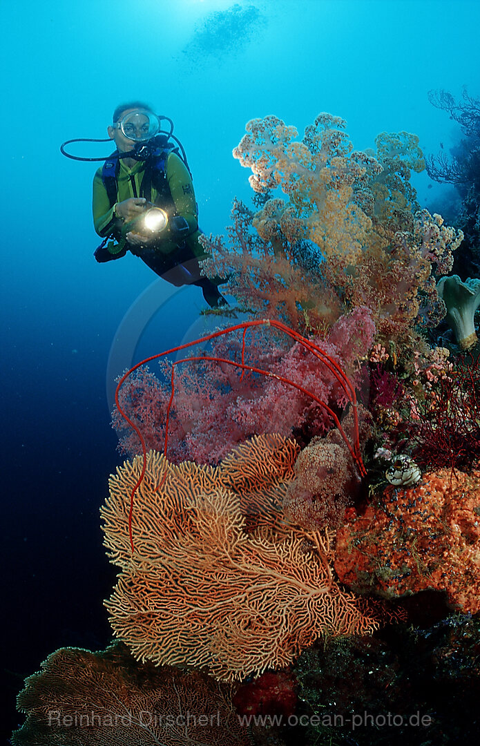 Scuba diver and Coral reef