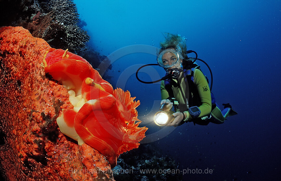 Spanish dancer, nudibranch