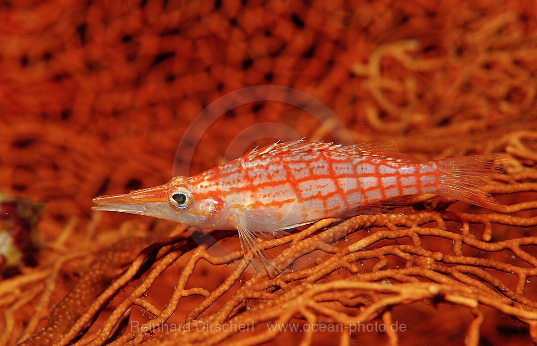 Longnose hawkfish