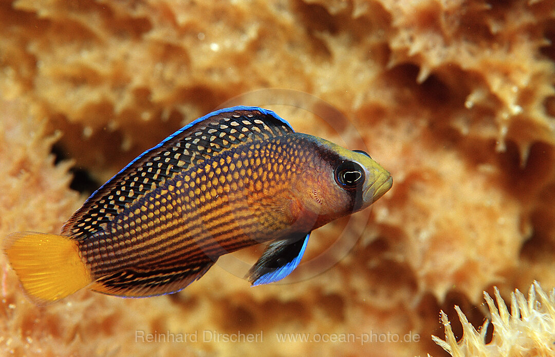 Splendid Dottyback