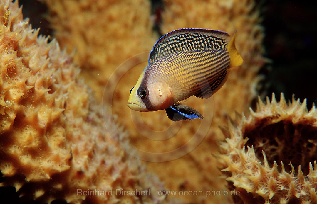 Splendid Dottyback
