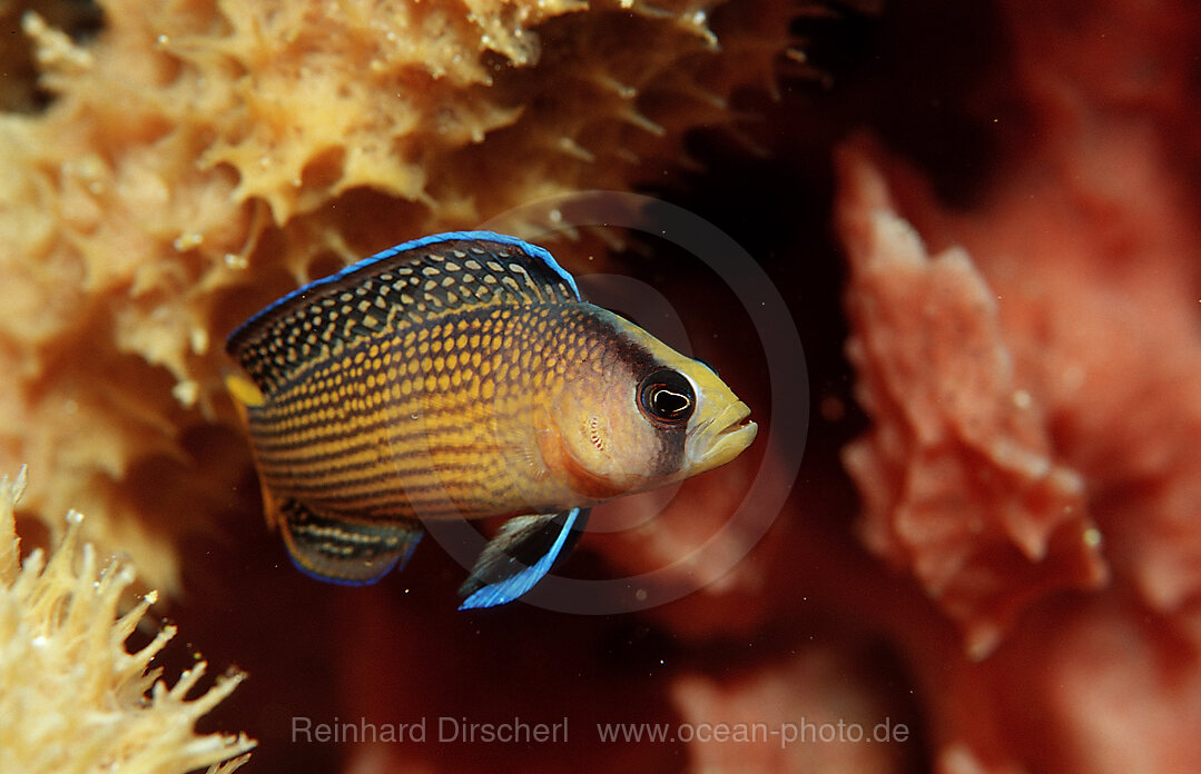 Splendid Dottyback