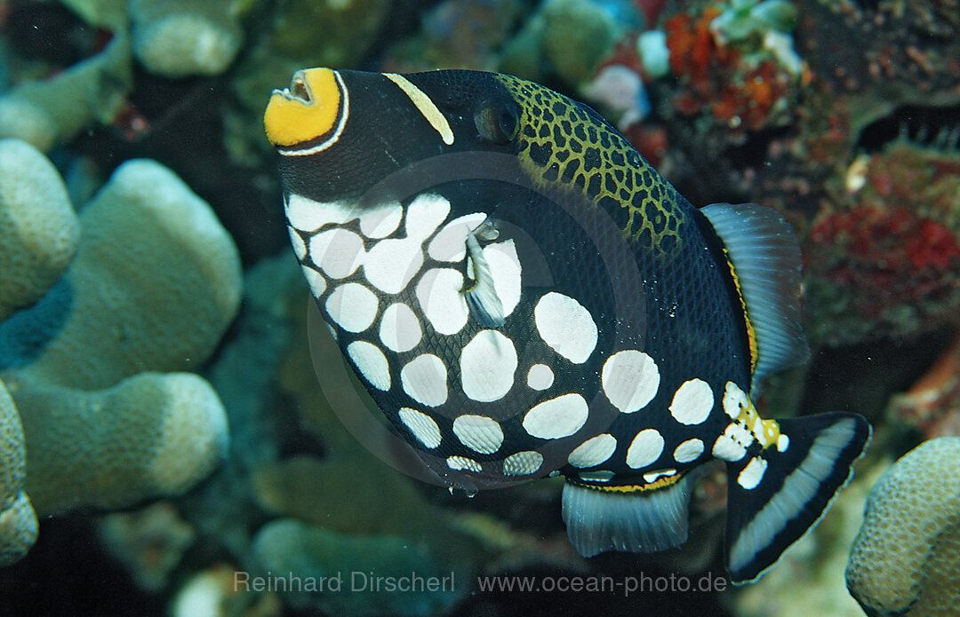 Clown triggerfish