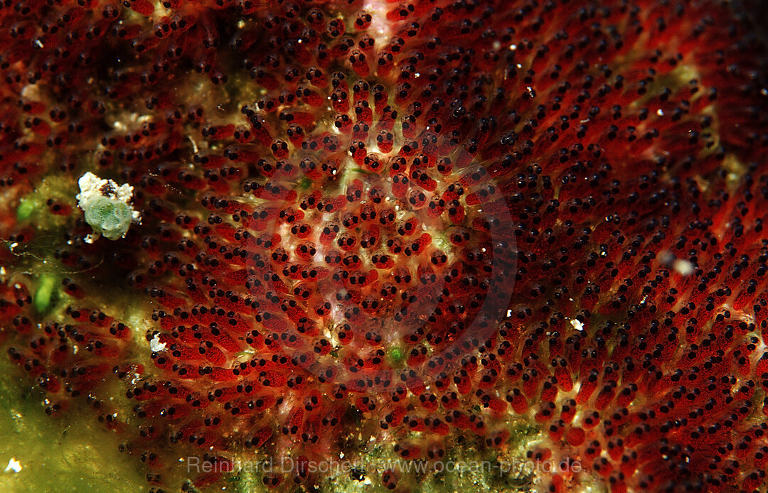 Laich von Orange-Ringel-Anemonenfische, Amphiprion ocellaris, Wakatobi Dive Resort, Sulawesi, Indischer Ozean, Bandasee, Indonesien