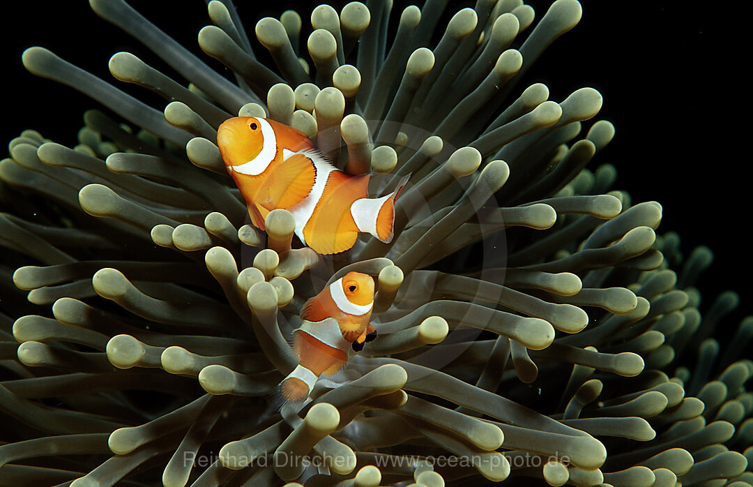 Orange-Ringel-Anemonenfische, Amphiprion ocellaris, Wakatobi Dive Resort, Sulawesi, Indischer Ozean, Bandasee, Indonesien