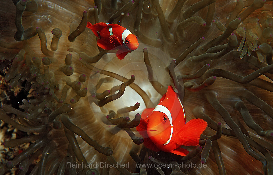 Stachel-Anemonenfisch, Premnas aculeatus, Wakatobi Dive Resort, Sulawesi, Indischer Ozean, Bandasee, Indonesien