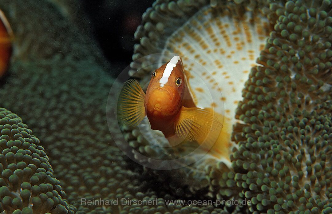 Oranger Anemonenfisch, Amphiprion dandaracinos, Wakatobi Dive Resort, Sulawesi, Indischer Ozean, Bandasee, Indonesien