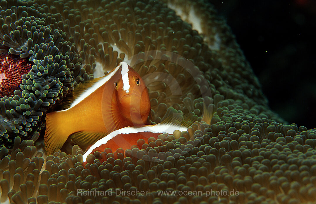 Oranger Anemonenfisch