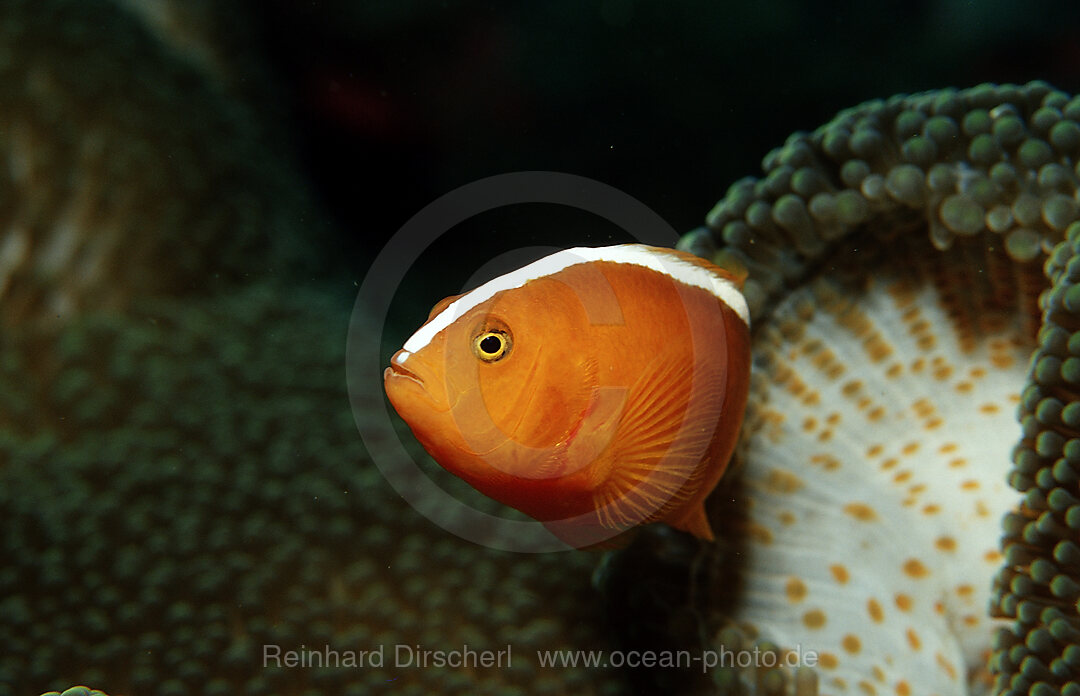 Oranger Anemonenfisch, Amphiprion dandaracinos, Raja Ampat, Irian Jaya, West Papua, Indischer Ozean, Indonesien