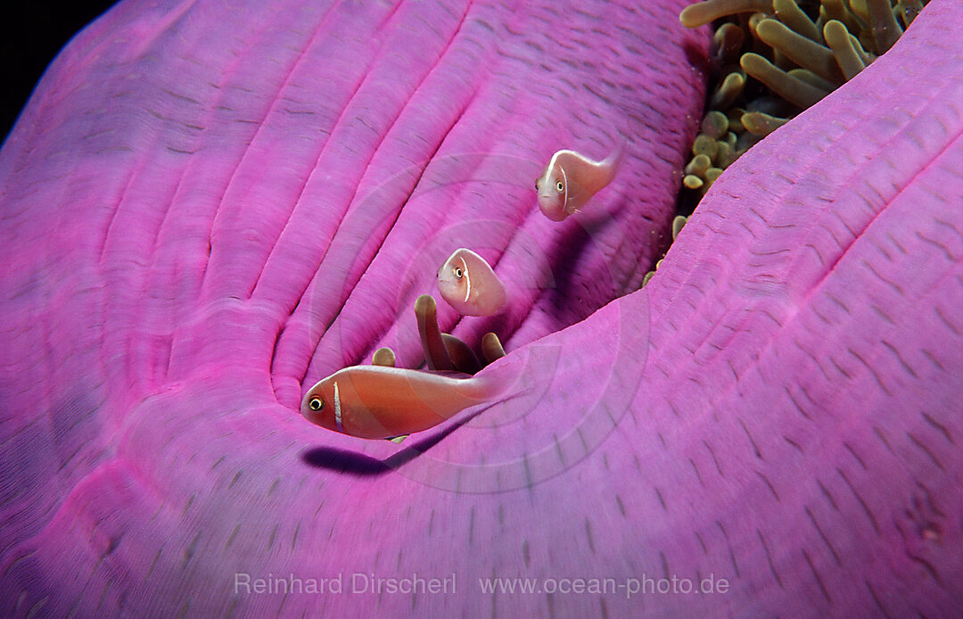 Halsband-Anemonenfisch