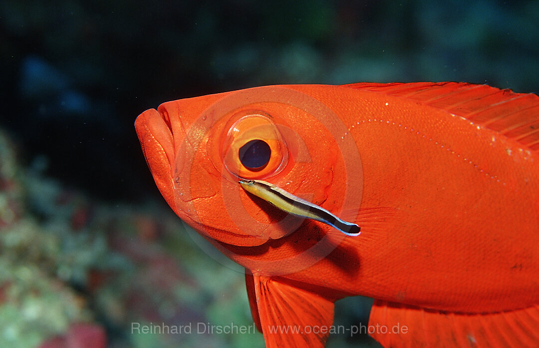 Grossaugenbarsch und Putzerfisch, Priacanthus hamrur, Labroides dimidiatus, Wakatobi Dive Resort, Sulawesi, Indischer Ozean, Bandasee, Indonesien