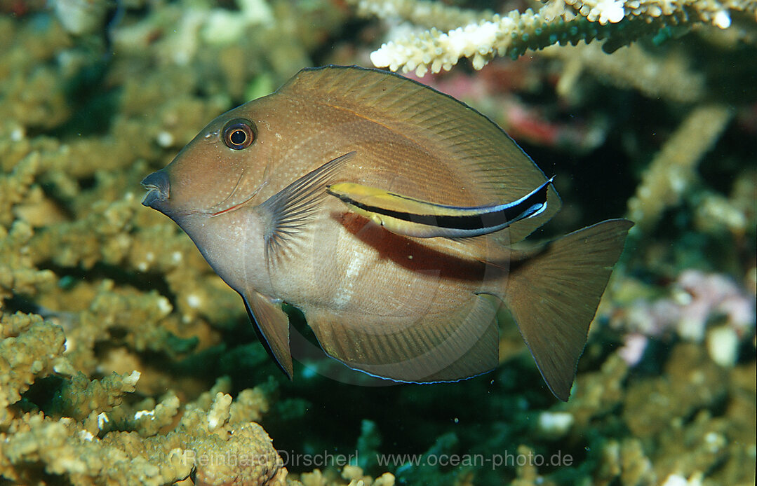 Brauner Segelflosser und Putzerfisch, Zebrasoma scopas, Labroides dimidiatus, Wakatobi Dive Resort, Sulawesi, Indischer Ozean, Bandasee, Indonesien